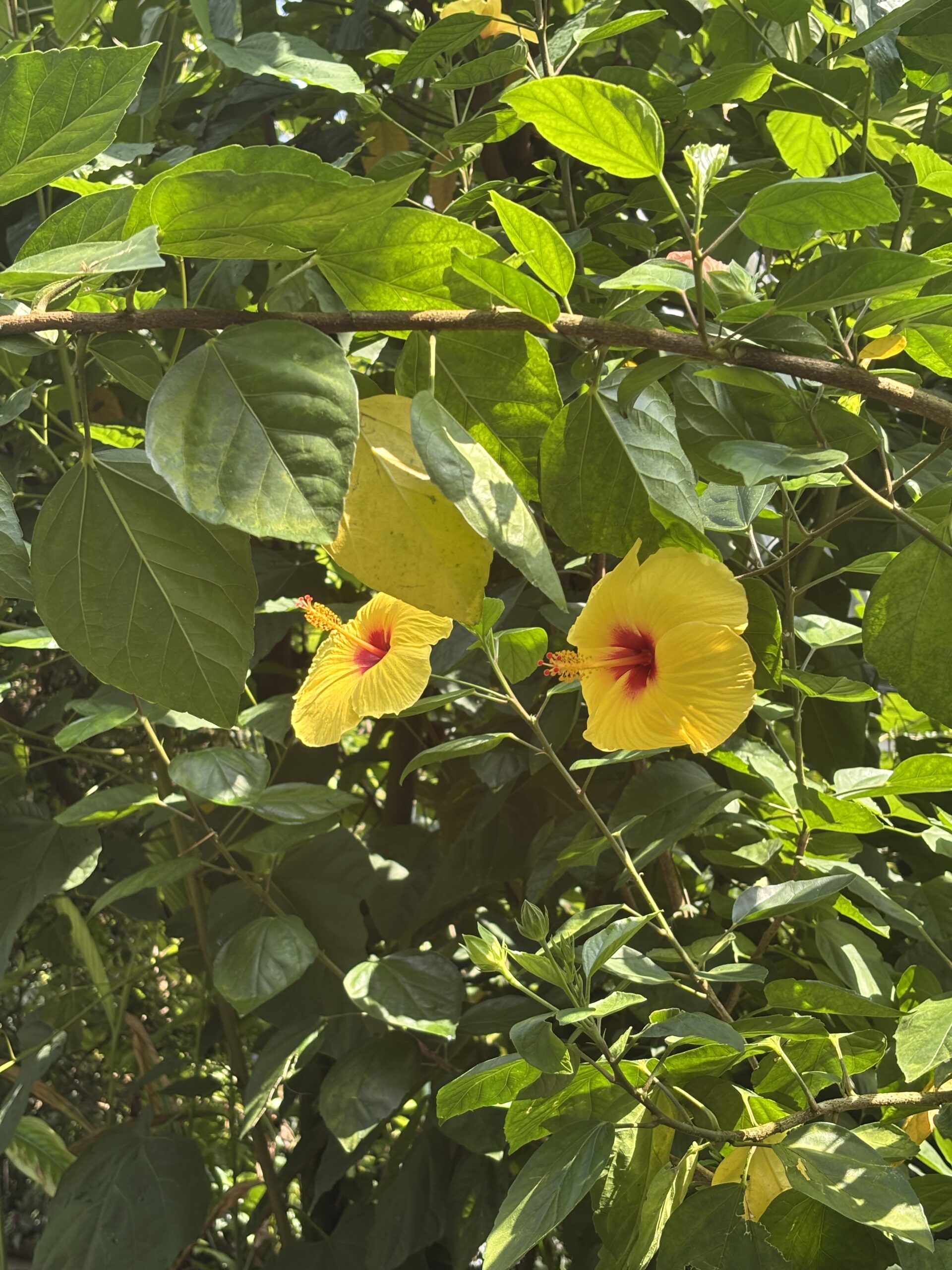 Flora